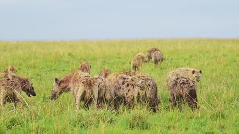 Slow-Motion-Shot-of-Cackle-of-Hyenas-feeding-on-a-scavenged-kill,-eating-remains-of-animal-in-the-Maasai-Mara-National-Reserve,-Kenya,-Africa-Safari-Masai-Mara-North-Conservancy