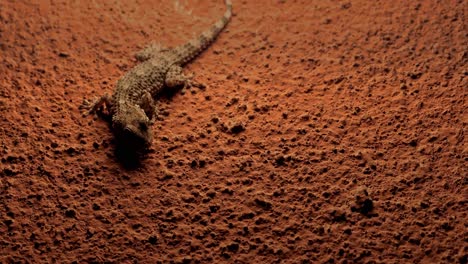 Gecko-En-La-Pared-De-Piedra-Esperando-Insectos-Por-La-Noche,-Criatura-Nocturna