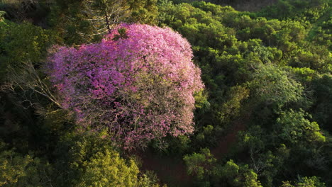 A-breathtaking-view-of-a-vibrant-jungle-adorned-with-stunning-pink-lapacho-trees-in-full-bloom