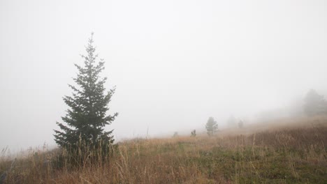 Time-lapse-of-fog-rolling-over-hills-by-a-Douglas-fir-tree-outside-of-Boulder,-Colorado