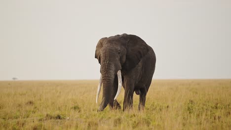 Big-five-elephant-grazing-on-grasses-in-Masai-Mara-savannah-plains,-African-Wildlife-in-luscious-Maasai-Mara-National-Reserve,-Kenya,-Africa-Safari-Animals-in-Masai-Mara-North-Conservancy