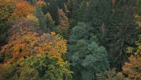 Orange,-Gelbe-Und-Grüne-Farben-Des-Herbstes-In-Den-Blättern-Hoher-Bäume