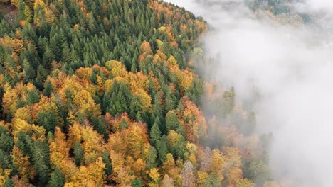 Luftaufnahme-über-Den-Lebendigen-Herbstlichen-Bergwald-Mit-Einem-Wolkenmeer,-4k