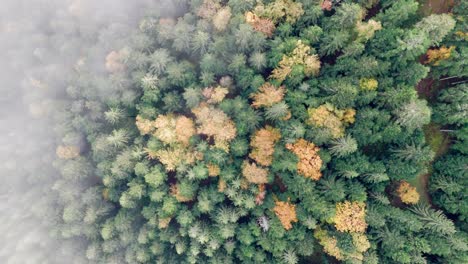Aerial-top-down-view-over-vibrant-automnal-mountain-forest-above-clouds,-4K