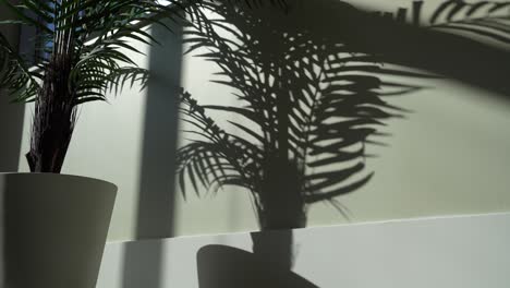 Aesthetic-Plant-Shadow-On-Wall-in-Morning-Light-Apartment-Home-Cozy