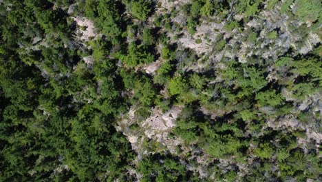 Stunning-Overhead-Shot-Of-Green-Trees-In-Rocky-Mountain