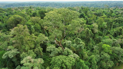 Die-Majestät-Des-Rosenholzbaums-Sticht-Mit-Seiner-Immensen-Größe-Inmitten-Des-Dschungels-Hervor