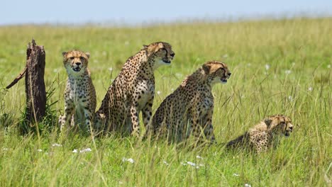 Slow-Motion-Shot-of-Group-of-Cheetahs-using-acacia-tree-for-shade,-cooling-off-from-bright-Masai-Mara-sun-African-Wildlife-in-Maasai-Mara-National-Reserve,-Kenya,-Africa-Safari-Animals