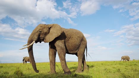 Slow-Motion-of-African-Elephant,-Africa-Wildlife,-Big-Large-Male-Bull-Elephant-in-Masai-Mara,-Kenya,-Low-Angle-Shot-of-Safari-Animals-Feeding-Eating-Grazing-on-the-Savanna-on-Blue-Sky-Day-in-Sun