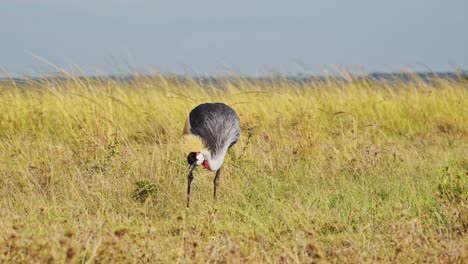 Grey-Crowned-Crane-eating-and-grazing-across-the-empty-windy-plains-of-the-Maasai-Mara-National-Reserve,-Kenya,-Africa-Safari-Birds-in-Masai-Mara-North-Conservancy