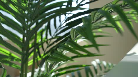 Close-Up-Of-Plant-Leaves-In-Sunlight-Morning-Light-Home-Decor-Aesthetic