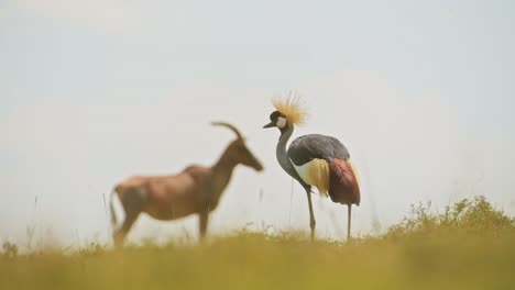 Grey-Crowned-Cranes-and-Topi-standing-close,-beautiful-African-Wildlife,-living-close-together-in-Maasai-Mara-National-Reserve,-Kenya