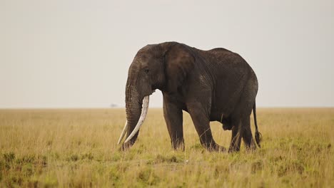 Elefante-Pastando-En-La-Sabana-Africana-Caliente-Con-Poca-Luz-Naranja,-Vida-Silvestre-En-La-Reserva-Nacional-Masai-Mara,-Kenia,-Animales-De-Safari-Africanos-En-La-Conservación-Del-Norte-De-Masai-Mara