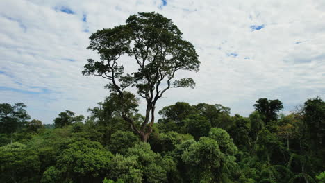 Giant-rosewood-tree-in-the-middle-of-the-native-jungle
