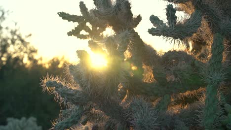 Kaktus-In-Der-Wüste-Bei-Sonnenuntergang-Mit-Linseneffekten-In-Heißer,-Trockener,-Natürlicher,-Geschützter-Umgebung