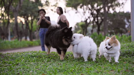 Group-of-Pomeranian-puppies-playfully-frolicking,-sniffing,-and-joyfully-exploring-the-grassy-surroundings