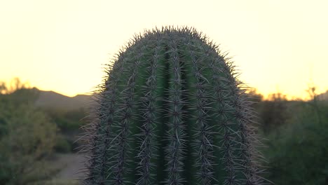 Cactus-De-Barril-En-El-Desierto-Durante-La-Puesta-De-Sol-Sobre-El-Horizonte-Del-área-De-Conservación-Natural-Protegida