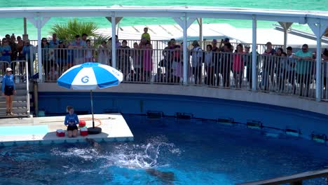 Espectáculo-De-Delfines-En-El-Parque-De-Aventuras-Marinas-Gulfarium-En-Destin-Fort-Walton-Beach,-Florida,-EE.UU.
