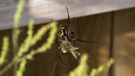 A-Yellow-Garden-Spider-Firmly-Holding-its-Catch---Close-Up