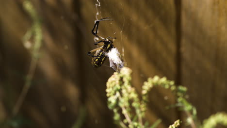 A-Yellow-Garden-Spider-Ensnared-its-Prey---Close-Up