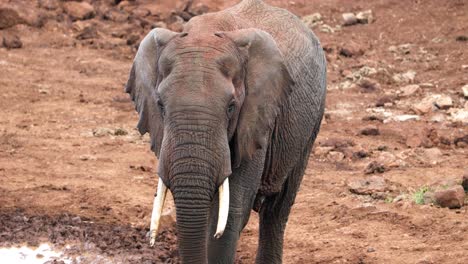 Elefante-Salvaje-Caminando-En-El-Parque-Nacional-De-Aberdare-En-Kenia---Amplio