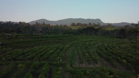 Aerial-fly-by-of-rows-of-growing-crops-at-sunset-in-Sidemen-Area,-Bali,-Indonesia