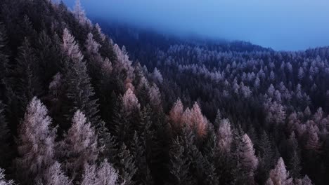 Dunkle-Waldbäume,-Stimmungsvolle-Luftgebirgslandschaft,-An-Bewölkten-Herbsttagen,-Weiße,-Gruselige-Orangenbaumwipfel