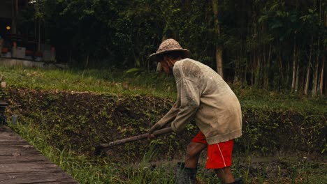 An-elderly-farmer-is-using-a-rake-to-prepare-the-rice-fields-in-Bali