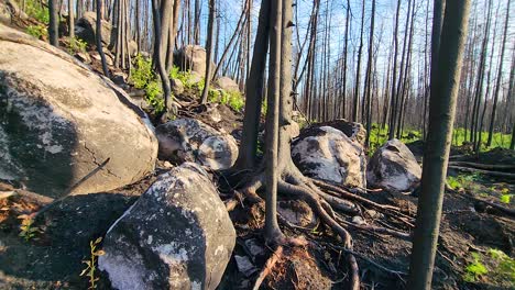 Forest-restoration-after-the-wild-fire,-stones-and-burnt-roots