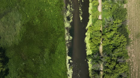 Fields-And-River-Overgrown-With-Algae,-Trempealeau-National-Wildlife-Refuge-In-Wisconsin,-USA---aerial-top-down