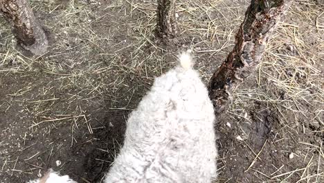 Freundliche-Weiße-Schafe-Mit-Hörnern-Schlendern-In-Der-Nähe-Der-Bäume-Auf-Einem-Bauernhof