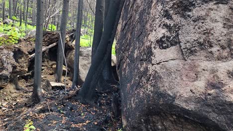 Destroyed-and-burned-trees,-charred-stones-after-a-forest-fire,-natural-disaster