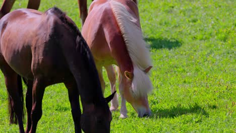 Horses-are-Consuming-Grass-in-the-Meadow---Close-Up