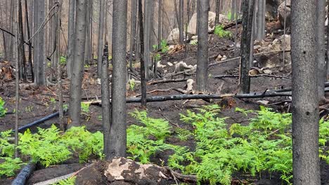 Strauchpflanzen-Beginnen-Im-Ehemaligen-Waldbrandgebiet-In-Sudbury,-Ontario,-Kanada,-Zu-Blühen