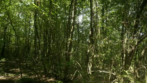 Stalking-carefully-through-dense-green-woodland-trees-Point-of-View-shot