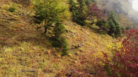 Aerial-following-mountain-chamois-ibex-jumping-around-steep-grassy-forest-mountain-slope-in-fall,-Drone