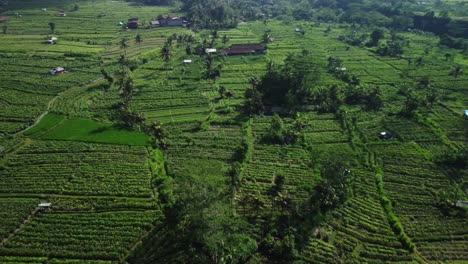 Aerial-view-of-farmed-fields-in-Sidemen-Valley,-Bali,-Indonesia