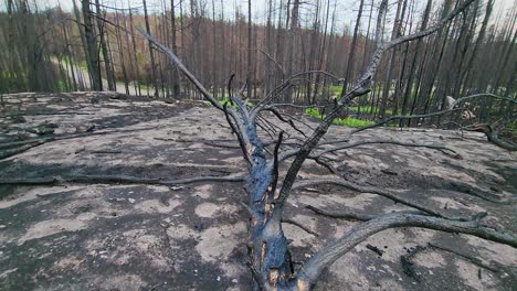 Drone-view-entering-forest-wildfire-aftermath-in-Sudbury,-Ontario,-Canada