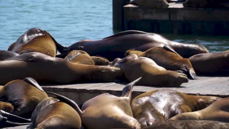 Sea-lions-sunbathing-on-dock-at-Pier-39,-San-Francisco-California