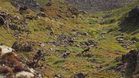 Herd-Of-Deers-Grazing-On-Grassy-Hillside-In-Lonketinden,-Norway