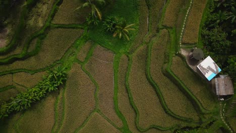 Wunderschöne-Schichten-Von-Reisfeldern-Mit-Reis-In-Der-Balinesischen-Landschaft
