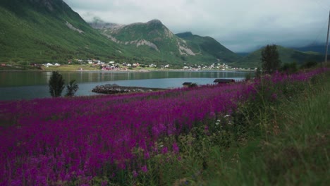 Field-Of-Fireweed-Flowers-In-Bloom-On-The-Lake-Shore-In-Medby,-Senja-island,-Norway