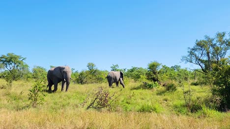 Elefantes-Caminando-Por-El-Parque-Nacional-Kruger