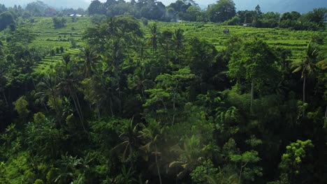 Rising-Aerial-footage-of-Tropical-Forest-giving-way-to-Sidemen-Area-Palms-and-Terraces-Bali,-Indonesia