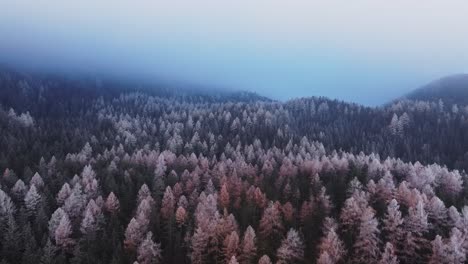 Dark-forest-woodlands-trees,-moody-aerial-mountain-scenery,-on-blue-cloudy-day-in-fall,-white-spooky-orange-tree-tops