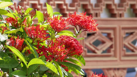 A-single-bee-buzzing-and-foraging-for-some-nectar-from-a-shrub-of-orange-Jungle-Geranium-Ixora-coccinea-in-Bangkok,-Thailand