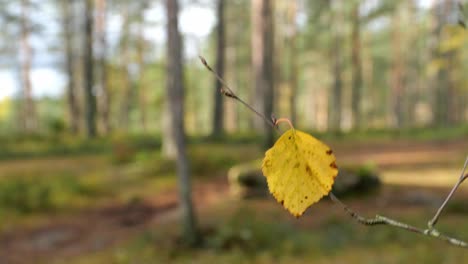 forest-autumn-scenery-with-a-close-up-of-yellow-birch-leaf-waving-in-wind