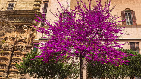 A-Low-Angle-Shot-Of-A-Pink-Tree-In-Front-of-A-Building-And-Green-Trees-In-Sicily