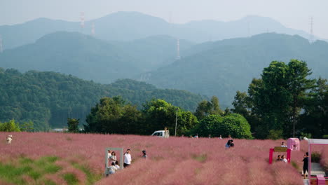 Travelers-Stroll-Through-Pink-Muhly-Grass-Field-at-Herb-Island---aerial