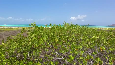 Arbustos-Verdes-En-La-Playa-Tropical-Paradise-Dream,-Inclinar-Hacia-Arriba-El-Mar-Los-Roques-Venezuela